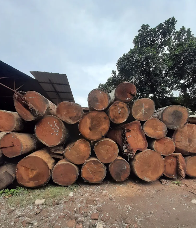Stacked sal wood logs for chowkhat