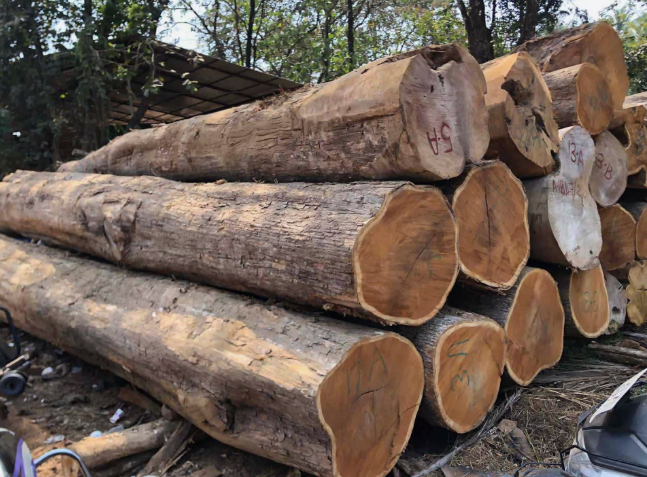 Raw teak wood logs selected for door frame manufacturing